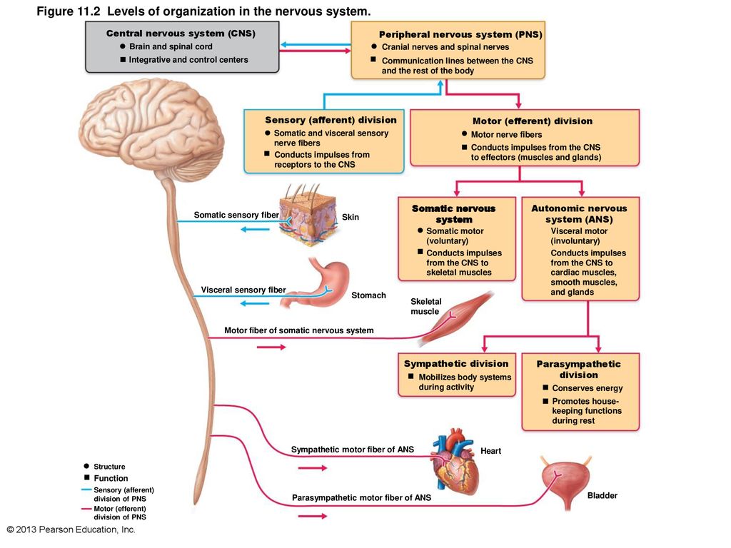 Sistemas nervioso autonomo